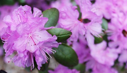 Close-up of fresh purple flowers blooming outdoors