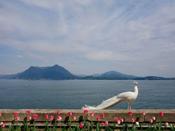 Scenic view of sea by mountain against sky