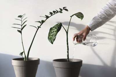 Green plants in pots at home