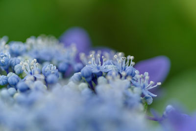 Close-up of purple hydrangea flowers