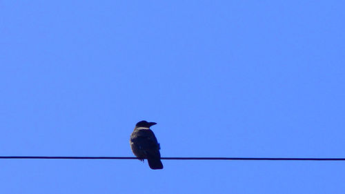 Low angle view of bird perching against clear blue sky