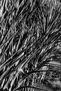Close-up of grass