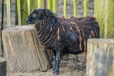 Goat in a park