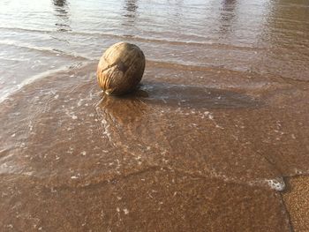 High angle view of shell on beach