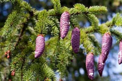 Beautiful purple pine cones on a tree in the dolomites