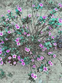 Pink flowers blooming on plant