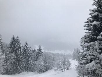 Snow covered pine trees in forest against sky