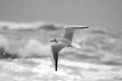 Common gull flying over stormy waves in anzio
