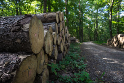 Stack of logs in forest