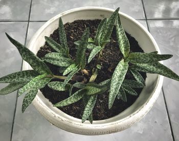 High angle view of potted plant on table