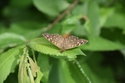 Close-up of butterfly on leaves