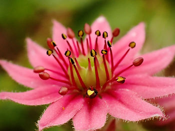 Close up pink sedum blossom