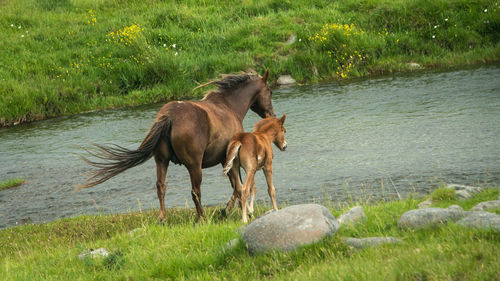 Horse standing in a field