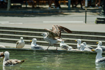 Close-up of bird