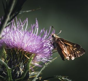 Close-up of butterfly pollinating on pink flower