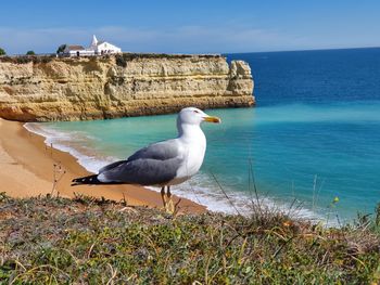 Seagull perching on a shore