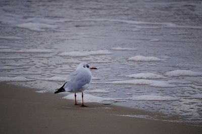 Seagull on beach