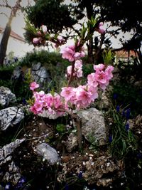 Close-up of pink flowers