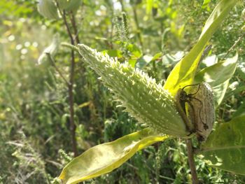 Close-up of insect on plant