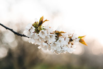 Close-up of cherry blossoms in spring