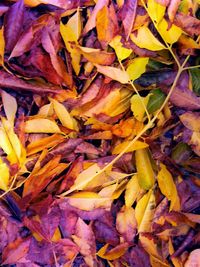 Full frame shot of autumn leaves