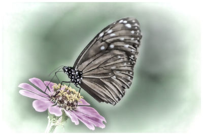 Close-up of butterfly on pink flower