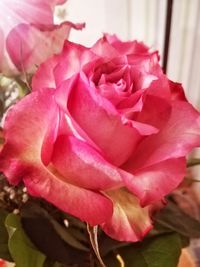 Close-up of pink rose flower