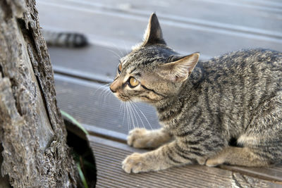 Close-up of kitten sitting outdoors