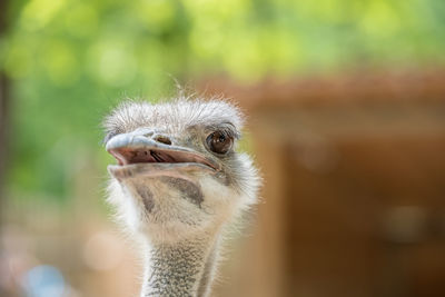 Close-up of a bird