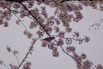 Low angle view of cherry blossom tree