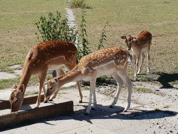 Deer standing in a field