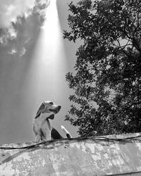 Low angle view of dog against trees