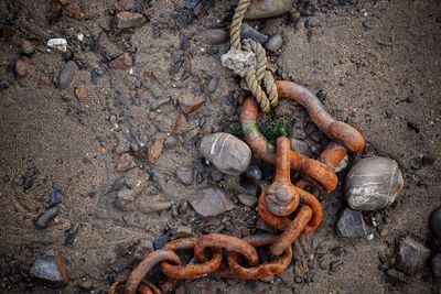 Close-up of sea shore