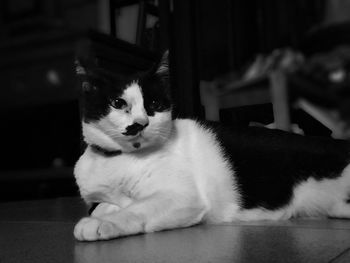 Close-up of cat looking away while sitting on floor at home