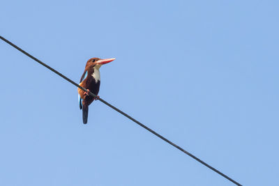 Low angle view of bird perching on cable