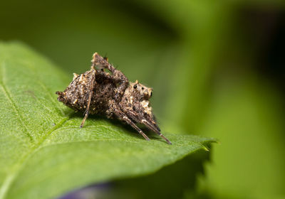 Close-up of insect on leaf