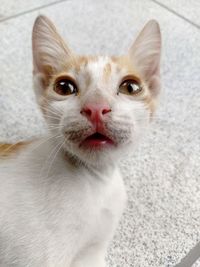 Close-up portrait of a cat