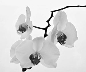 Close-up of flowers against white background