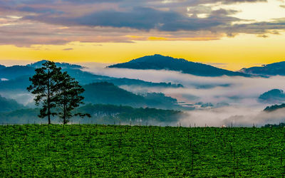 Scenic view of field against sky during sunset