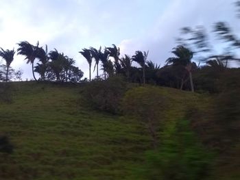 Trees on field against sky