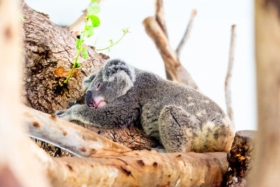 View of an animal sleeping on tree trunk