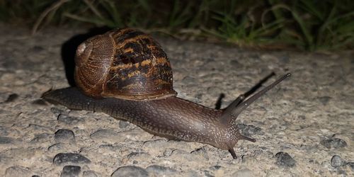 Close-up of snail