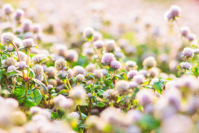 Purple flowers blooming on field