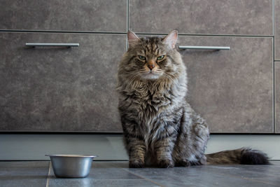 Portrait of cat sitting on table