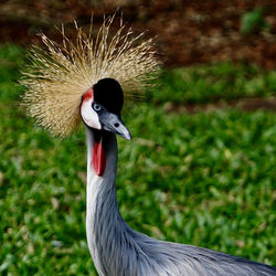 Close-up of a bird