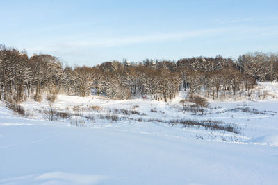 Bare trees on snow covered landscape