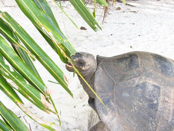 Close-up of an animal