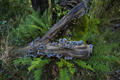 High angle view of wood amidst trees in forest