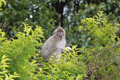 Portrait of monkey sitting in a forest