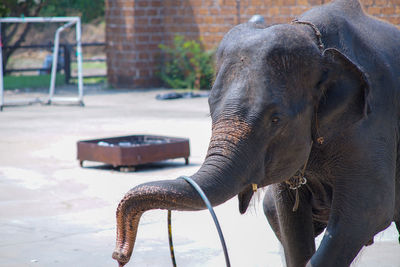 Photos showing elephants playing with rubber rings